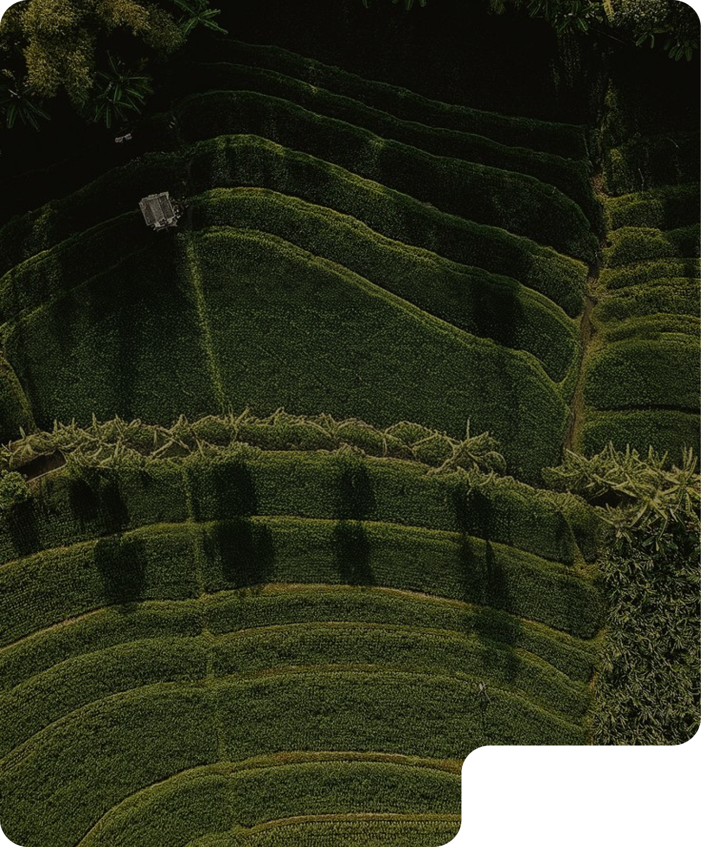 Aerial view of green cultivated fields